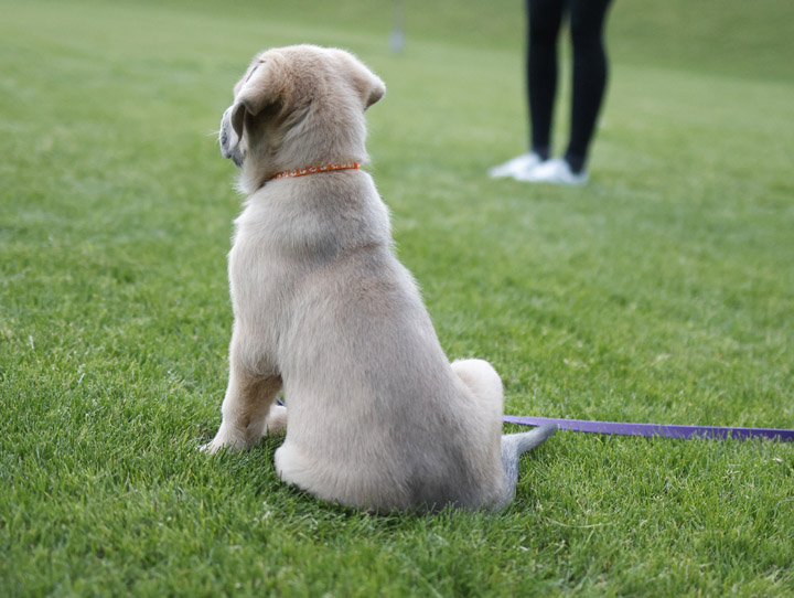 chinook dog